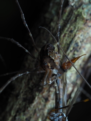 Forsteropsalis pureora