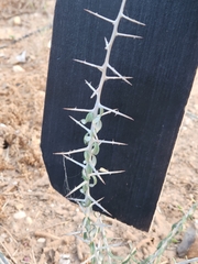 Castela erecta