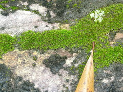 Tortula muralis