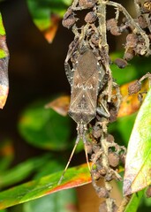 Leptoglossus corculus