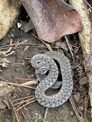 Storeria storerioides