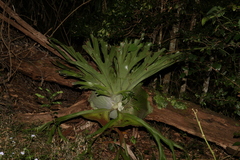 Platycerium superbum