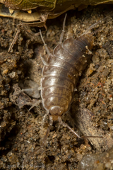 Halophiloscia couchii