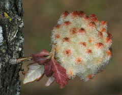 Callirhytis seminator