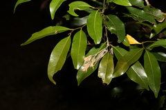 Cryptocarya sclerophylla