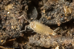 Halophiloscia couchii