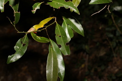 Cryptocarya sclerophylla