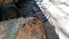Naupactus xanthographus