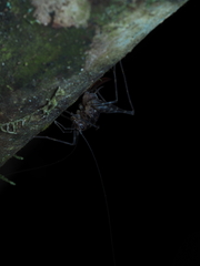 Macropathinae