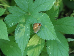 Neozephyrus japonicus