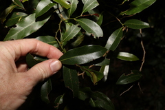 Cryptocarya sclerophylla