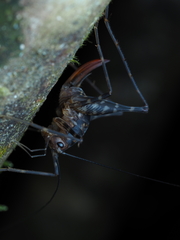 Macropathinae
