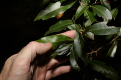 Cryptocarya sclerophylla