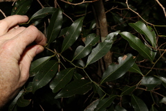 Cryptocarya sclerophylla