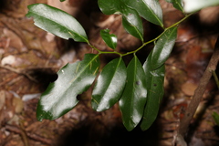 Diospyros australis
