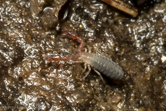 Chthoniidae