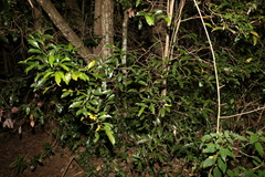 Cryptocarya sclerophylla