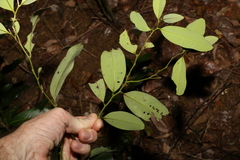 Diospyros australis