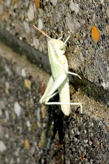 Hypochlora alba