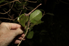 Acronychia pauciflora