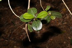 Acronychia pauciflora