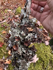 Platismatia tuckermanii