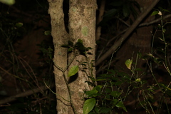 Diospyros australis