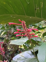 Odontonema cuspidatum