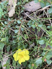 Hibbertia obtusifolia