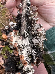 Platismatia tuckermanii