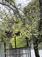 Polytelis swainsonii