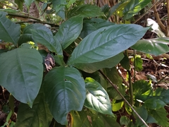 Odontonema cuspidatum