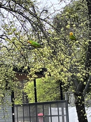 Polytelis swainsonii