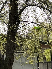 Polytelis swainsonii