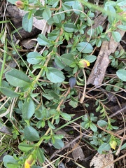 Hibbertia obtusifolia