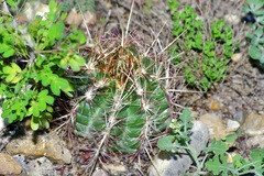 Thelocactus bicolor bicolor