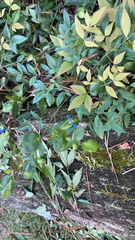 Commelina communis