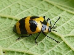 Oligocorynus jansoni