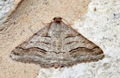 Digrammia pallorata