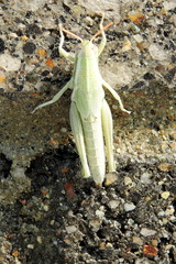 Hypochlora alba