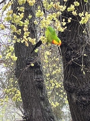 Polytelis swainsonii