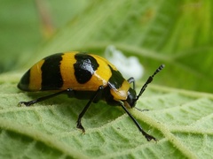 Oligocorynus jansoni