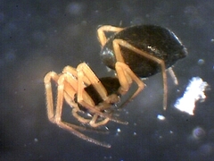 Entelecara acuminata