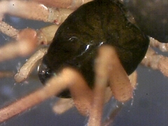 Entelecara acuminata