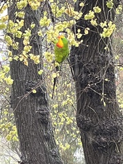 Polytelis swainsonii