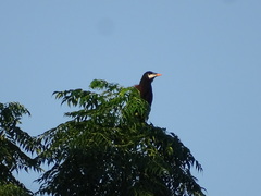 Psarocolius montezuma