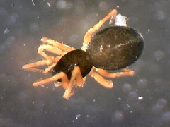 Entelecara acuminata