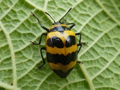 Oligocorynus jansoni