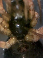 Entelecara acuminata