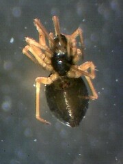Entelecara acuminata